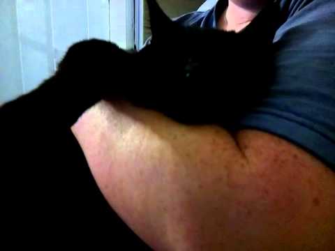 Tammy cat meow barks