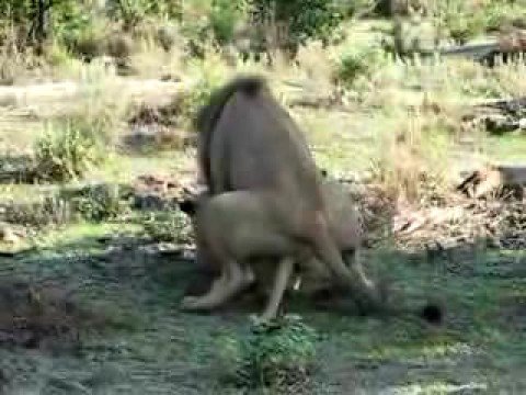 IgnaxiusD’s Video 12776115364 dgDTz_RFMmw