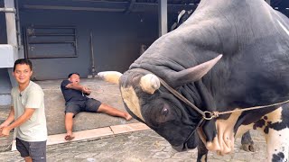 Download lagu SAPI RAKSASA TER UNIK SETIA FARM BISMA AWAS TERSERET ‼️🔥🔥🔥 mp3