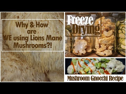 Why and How are we using Lions Mane Mushrooms!? Freeze Drying and Mushroom Gnocchi Recipe!