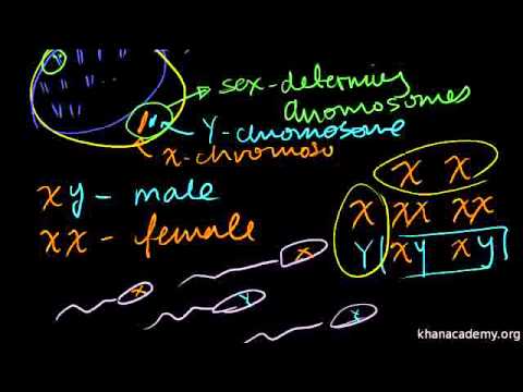 Bio 17 Sex Linked Traits Urdu
