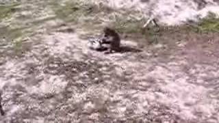 preview picture of video 'South Africa Baboon Attacks'