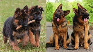 Funny and Cute German Shepherd Puppies Compilation