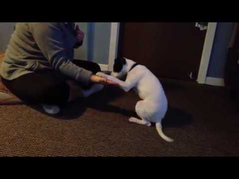 Puppy Capone does 6 non-verbal tricks