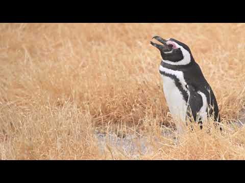 MIMOSA Travel | Pingüinera de Cabo dos Bahías . Chubut . Patagonia
