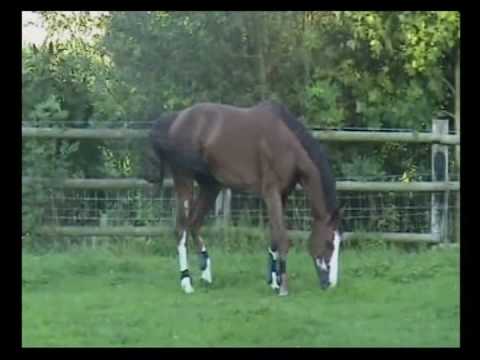 Ogano Sitte  présentation - www.horseofbelgium.com