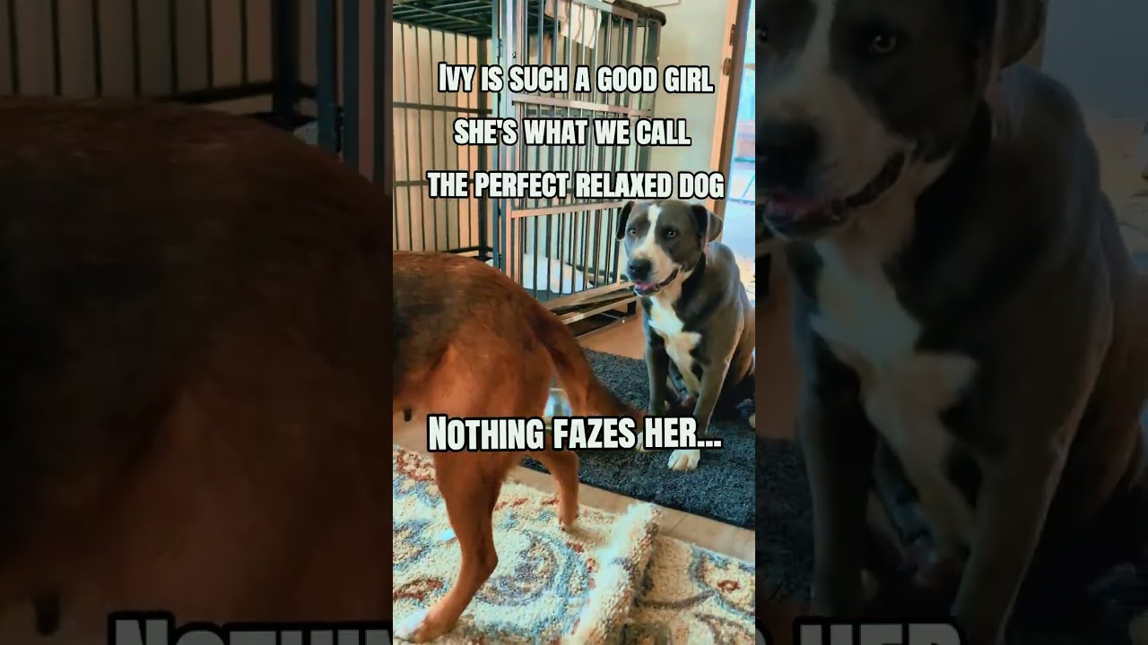 Enlarge Ivy, a ADOPTABLE mixed breed in Charlotte, NC video 4/4