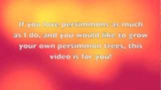 Persimmons!!! - From Seeds to Dessert