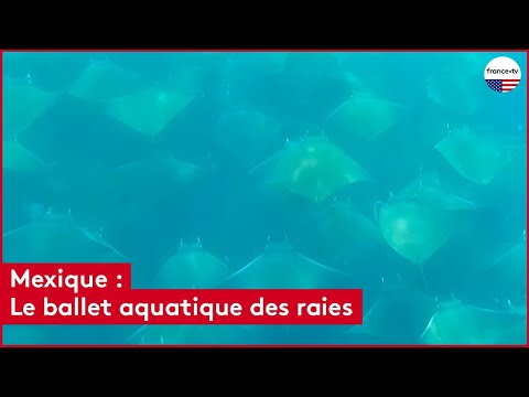 Mexique : Le ballet aquatique des raies