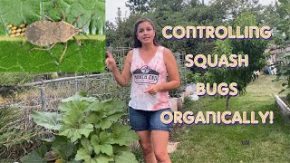 Controlling Squash Bugs Organically