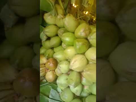 A grade solid green young coconut, packaging size: truck loa...