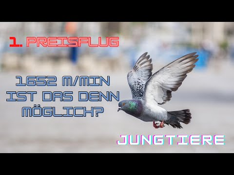 Brieftauben: 1. Preisflug mit 1652m/min. Ist das die riesen Überraschung?