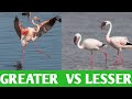 How To Differentiate Between Greater Flamingo And Lesser Flamingo