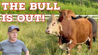 Letting Our New Bull Loose — The Moment Every Farmer Waits For