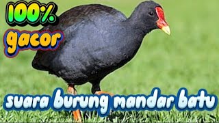 Download lagu (SUARA PIKAT BURUNG MANDAR SAWAH/BATU) 🔴 •||• pikat burung mandar batu,mandar sawah,perlong‼️✅ mp3