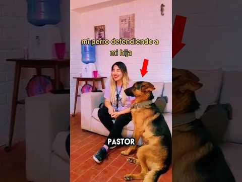Un Pastor Alemán demostró su lado más protector.