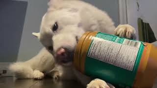 Helpful Husky Cleans Peanut Butter Jar