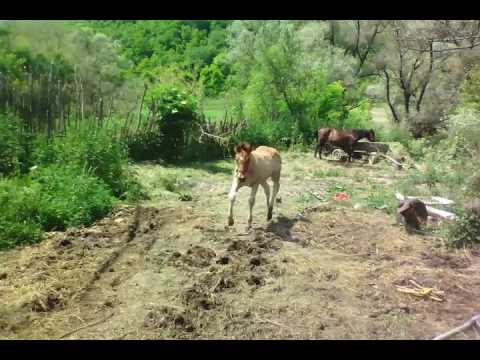 Cai lu Florin roandola