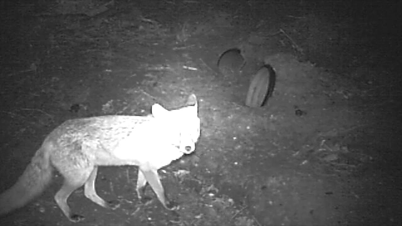 Successful Badger Mitigation