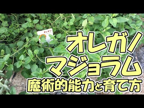 園芸 一般的なオレガノ、ワイルドマジョラム、多年生マジョラム、バスタードマジョラム