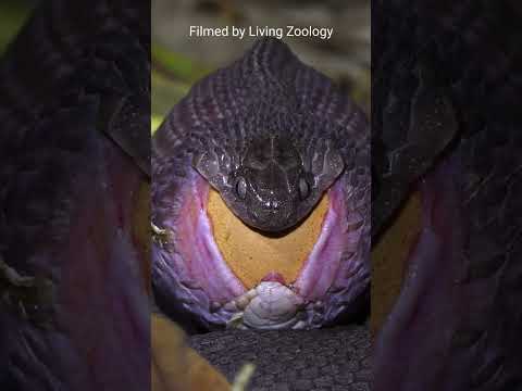 Egg-eater swallowing a huge egg, snake feeding