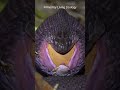 Egg Eater Swallowing A Huge Egg Snake Feeding