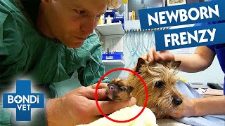 Most Emotional Puppy Births | Bondi Vet Compilation