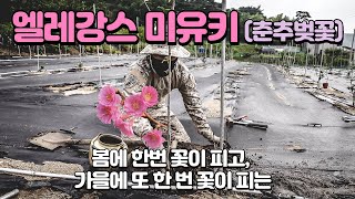 【엘레강스 미유키 키우기】 봄에 한번, 가을에 또 한번 꽃피는 춘추벚꽃 