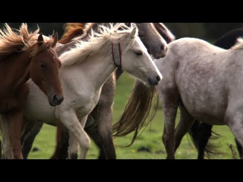 Pony Drift: The British "Wild West" | BBC Earth