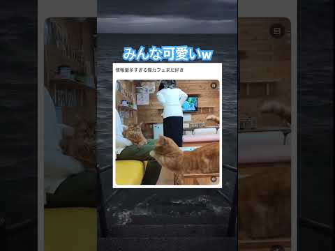 ただただ可愛いw #shorts#tiktok#Twitter#おもしろ#お笑い#おすすめ#猫 #面白い#おもしろ動画#爆笑#バズれ