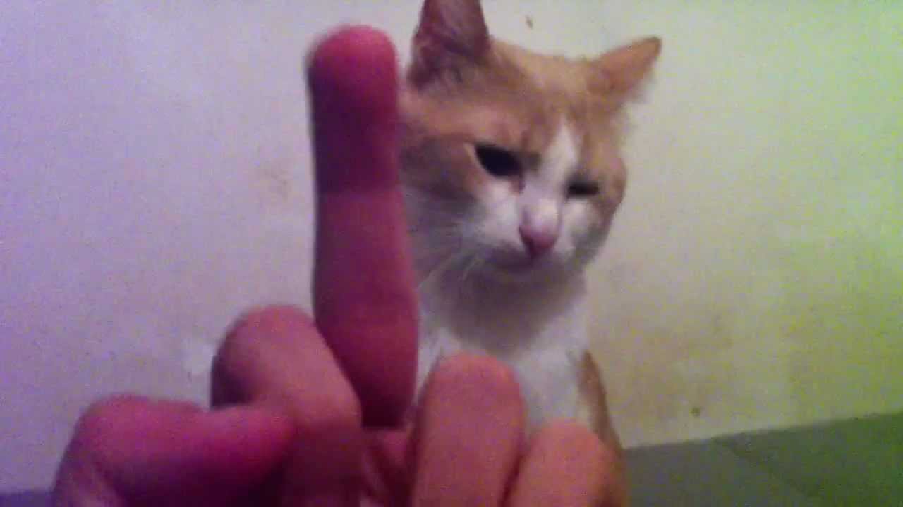 Watch Now Il Mio Gatto Si Spaventa e Poi Cerca Di Fottermi Il Mio Gatto Si Spaventa e Poi Cerca Di Fottermi