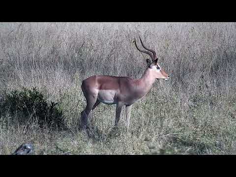 Djuma: Impala ram - 15:47 - 07/18/2022