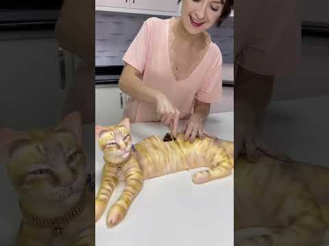 #cat #cakes