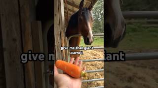 Horse Surprises Me By Eating This Giant Carrot😂 #shorts