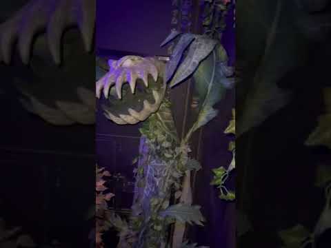 Dog friendly attractions!!!