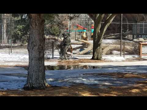 Roger playing with Grizzlies