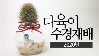 [8월의 인기영상] 다육이 수경재배 succulents/多肉植物/たにくしょくぶつ 412화 #해맑은TV