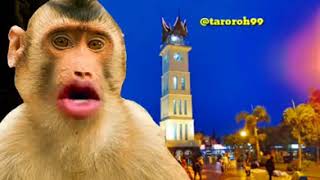 Download lagu monyet gila,, pelajaran berharga,,  minang lucu mp3 Download lagu monyet gila,, pelajaran berharga,,  minang lucu mp3