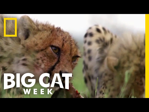 How Predators Get Their Prey | Big Cat Week