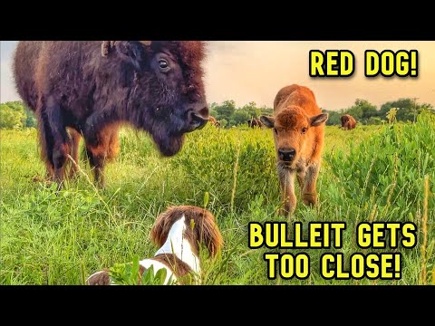 Pendant notre absence, le Big Joe Herd n'a pas perdu de temps !