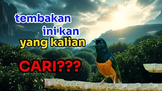 Download lagu Murai Batu Gantangan: Suara Emas bikin lawan cemas mp3 Download lagu Murai Batu Gantangan: Suara Emas bikin lawan cemas mp3