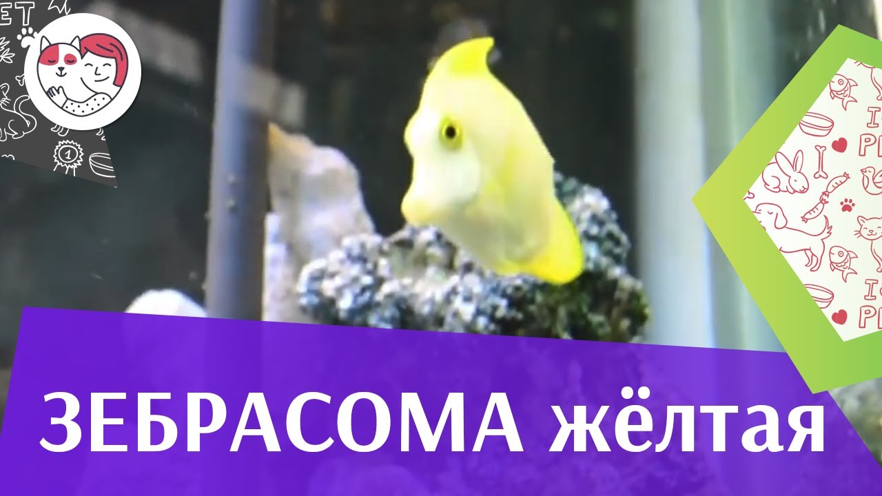 Зебрасома желтая Параметры содержания на ilikepet