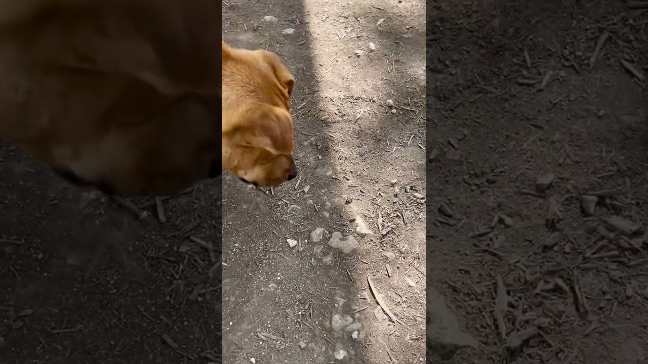 NACHO, a Adoptable mixed breed in Kyle, TX video 6/6