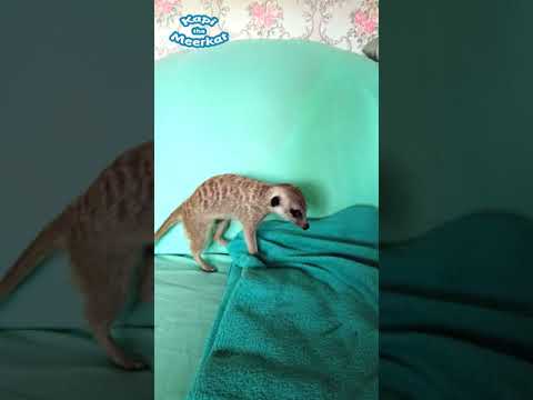 🐾 "What Was That?" Kapi the Meerkat Shocked by an Unexpected Fall! 😂 #meerkat #shorts #funnyanimals