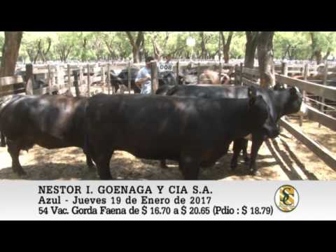 19-01-17 Venta de Hacienda al Kilo - Nestor I. Goenaga y Cia S.A. - Azul.