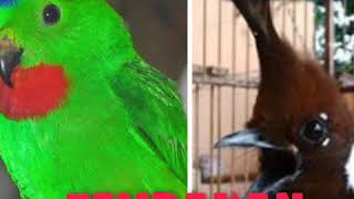 Download lagu MASTERAN MURAI BATU,CUCAK HIJAU,KACER JEDA 1 MENIT, TEMBAKAN SERINDIT SAMBUNG CILILIN YG PERIIIHHHH. mp3