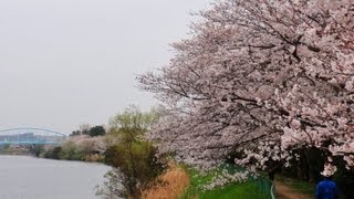 preview picture of video '小櫃堰公園の桜 / 小櫃川 （千葉県木更津市） 2013年3月24日'