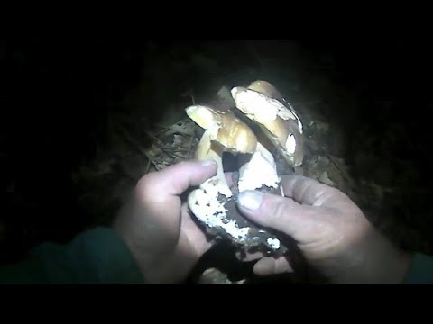 Білі Гриби Сезону 2017 (ніч).Белые Грибы Сезона 2017 (ночь).