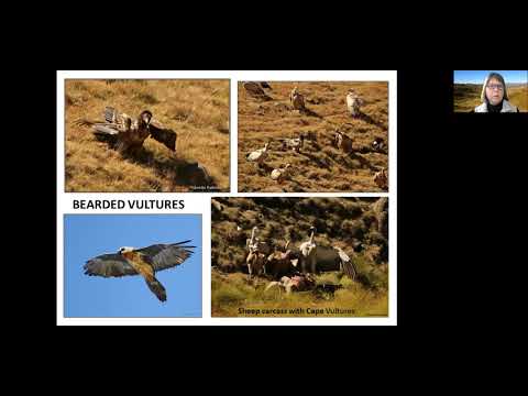 Birding in the Eastern Cape Highlands (Rhodes, Naude's Neck, Tiffindell Ski Resort area)