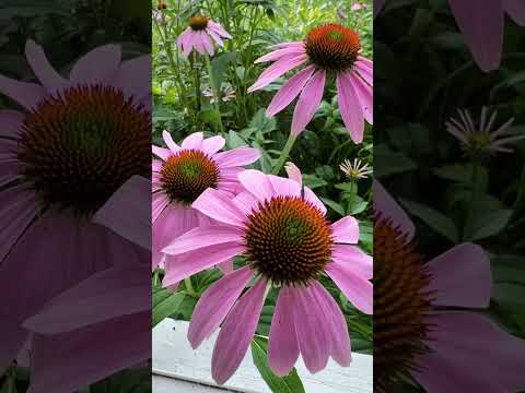 Plant From Seed: Echinacea #gardeninspiration #garden #gardening #flowers